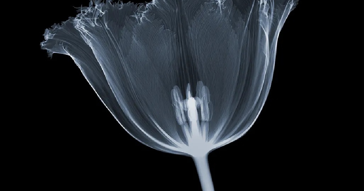 Nick Veasey Peeling Back Reality With X Ray Artistry Mavericks Gallery